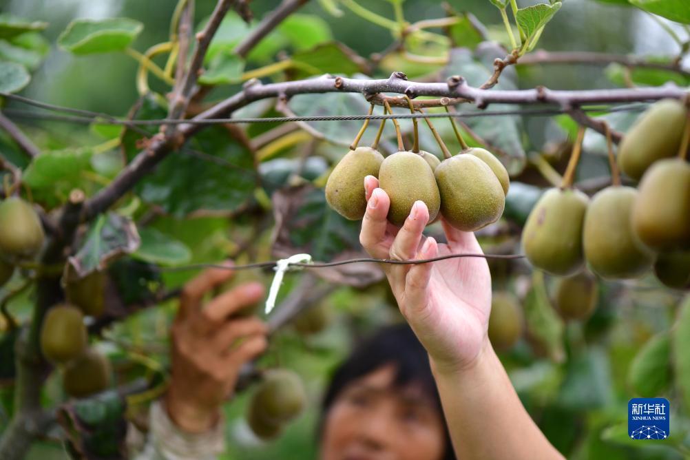 绑定手机号送28彩金